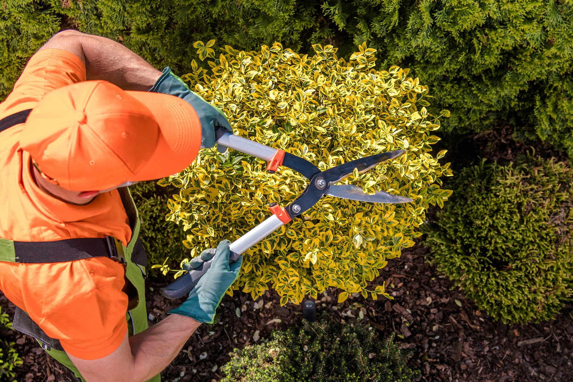 gardener-plants-shaping-work(1)